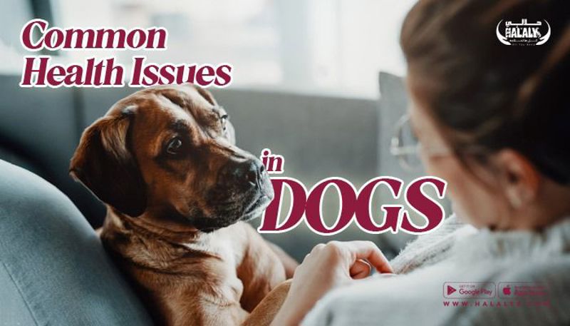 Common Health Issues in Dogs